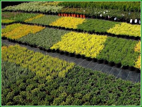 vřesovištní pěstební plocha