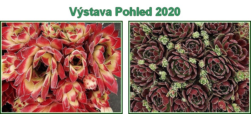 vystava-pohled-2020.jpg