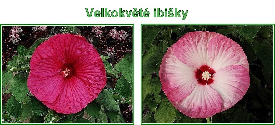 velkokvete-ibisky.jpg