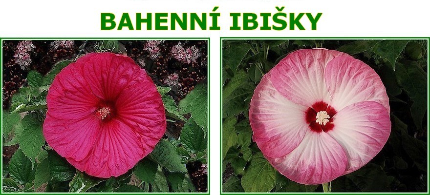 bahenni-ibisky.jpg